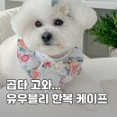 강아지 한복 케이프 유우블리에서 설빔 준비하기