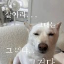 가고파닭발 | 요 즘