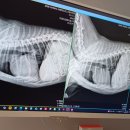 나인동물의료센터 이미지