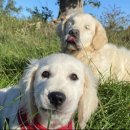 댕댕이천사 이미지