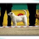 진도애견훈련소 이미지