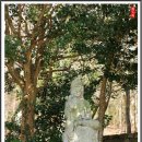 쌍계사 상록수림 이미지