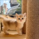 캣스토리 이미지