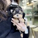 요키분양 티컵강아지 요크셔테리어 강아지분양합니다 안양애견분양 이미지