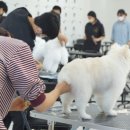 대전애견미용학원