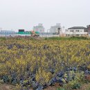 고내리 (애월고등학교방면) 이미지