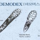닥터큐피부관리