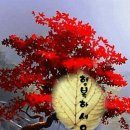 행복나무 이미지