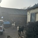 밭담집 | 노계획 제주여행 3박4일② 제주 동쪽 구좌 독채 돌담너머집 밭담점 밖거리 내돈내산 후기
