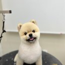 항상,예쁘개 이미지