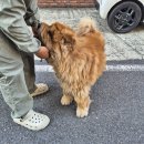 오늘의 댕댕 이미지