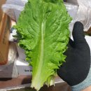 원협중매인66호 이미지