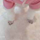 윤퍼피살롱 이미지