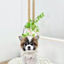 원펫살롱 이미지