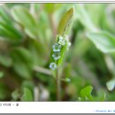 꽃마리유치원 이미지