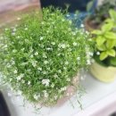 장평시장 내 이미지