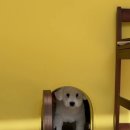 귀요미제작소 이미지