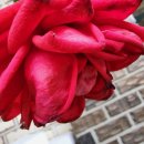 내일비안와요 이미지