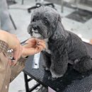 미래펫미용 | 구미애견미용학원 수강료 지원 신청해서 할인받은 후기