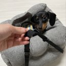 또바기 켄넬 | 로이용품 추천 :: 펫또바기 강아지카시트 / 강아지산책가방 ヽ(°ᴥ°)ﾉ