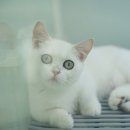 부산고양이 분양 도로시펫 네이버블로그
