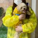 일편댕심 이미지