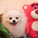 댕댕이지 이미지