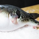 유통복어 이미지