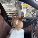 야옹아 멍멍해봐 이미지