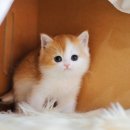 청담고양이 이미지