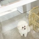 하루가다르개 이미지