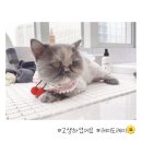 야옹아놀자 마곡점 이미지