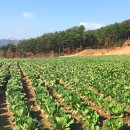 주오식품 이미지