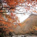 지리산 단풍비 이미지