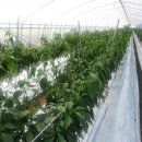 용안 농장 이미지