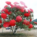 빨간우산 이미지