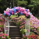 🌸 어제 일하다 잠깐 지나갔는데… 발걸음이 멈춰버린 곳 (노원 초안산 수국축제)