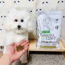 펫도그 애견스쿨 | 강아지 눈물사료 추천, 화이트도그 펫랜드로 택배 가능한 애견사료