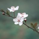 광주지방기상청 | 전국 벚꽃 지도 총정리 | 지역별 개화시기와 꼭 가야 할 명소