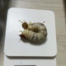포텐슈 이미지
