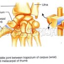 두 개의 축을 가진 관절 - 안장관절(saddle joint) 이미지