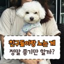 펫친구 | [ 펫타로 후기 ] 친구 많은 우리 아이, 정말 행복할까?｜천안 아산 애견동반카페 상담 후기