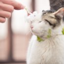 꽃냥이 이미지