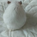 작은친구 이미지