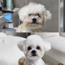 우리그루밍 | 당진애견미용 추천 :: 비숑컷 강아지미용 잘하는 하이그루밍