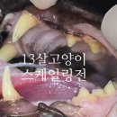 아크로벳 내과동물병원 이미지