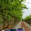 와초리농장 이미지