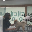 댕댕그라운드 이미지