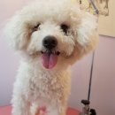 까르르멍멍 이미지