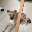 [임보] 이솝이 성장일기 01 이미지